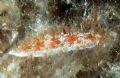 Marionia&nbsp;blainvillea